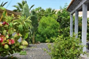 Jardín con arboleda de la villa de la calle central de Lajares, Fueteventura